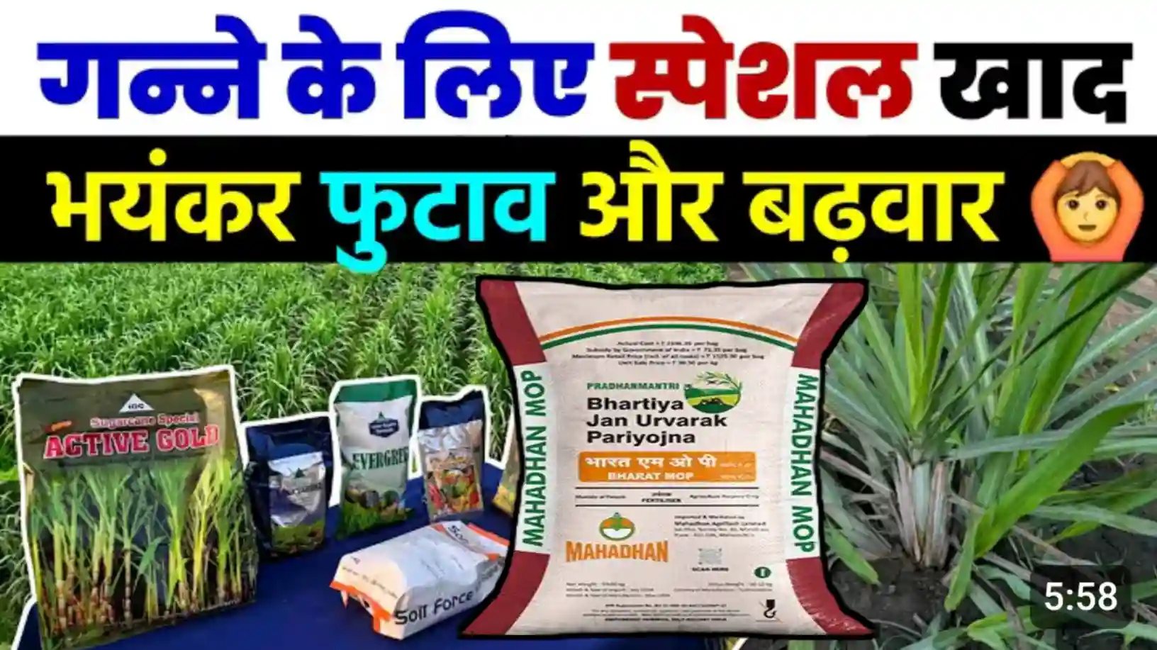 गन्ने की फसल में कब और कौनसा खाद डालें..होगा भयानक फुटाव