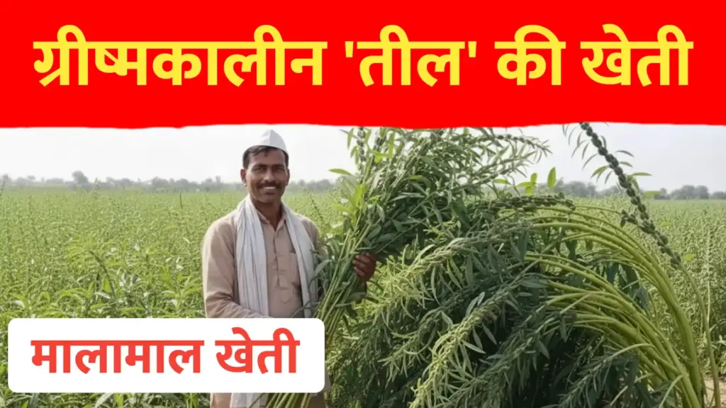 ग्रीष्मकालीन तिल की खेती: कम दिनों में मिलेगा बम्पर उत्पादन!
