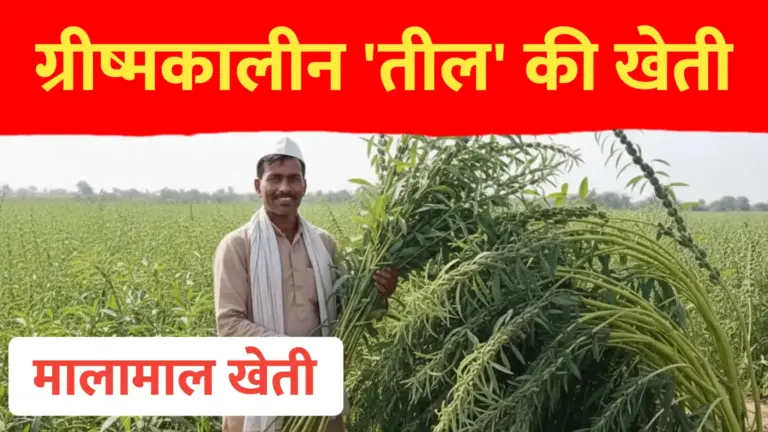 ग्रीष्मकालीन तिल की खेती: कम दिनों में मिलेगा बम्पर उत्पादन