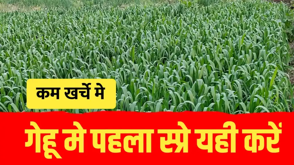 गेहूं में जबरदस्त फूटान के लिए कम खर्चे वाला NPK स्प्रे