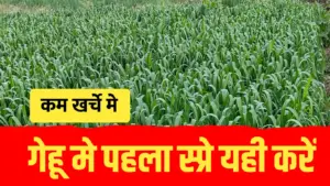 गेहूं में जबरदस्त फूटान के लिए कम खर्चे वाला NPK स्प्रे