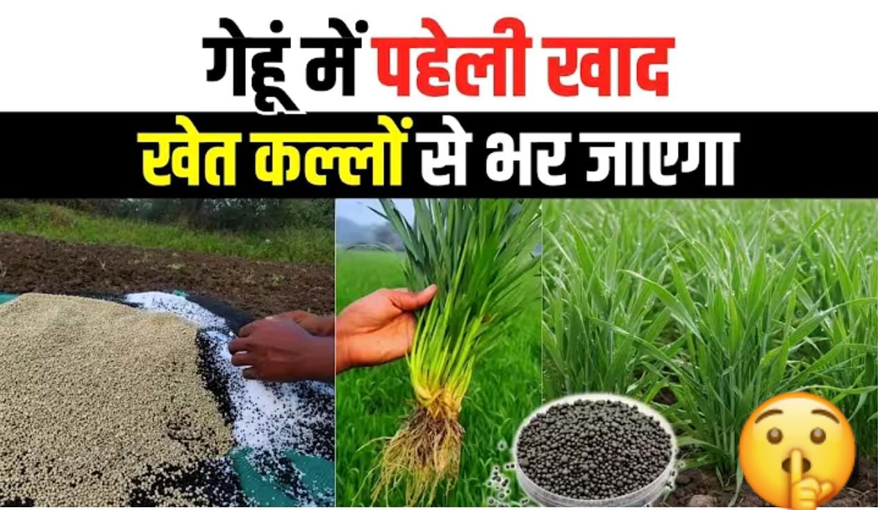 गेहूं की फसल में