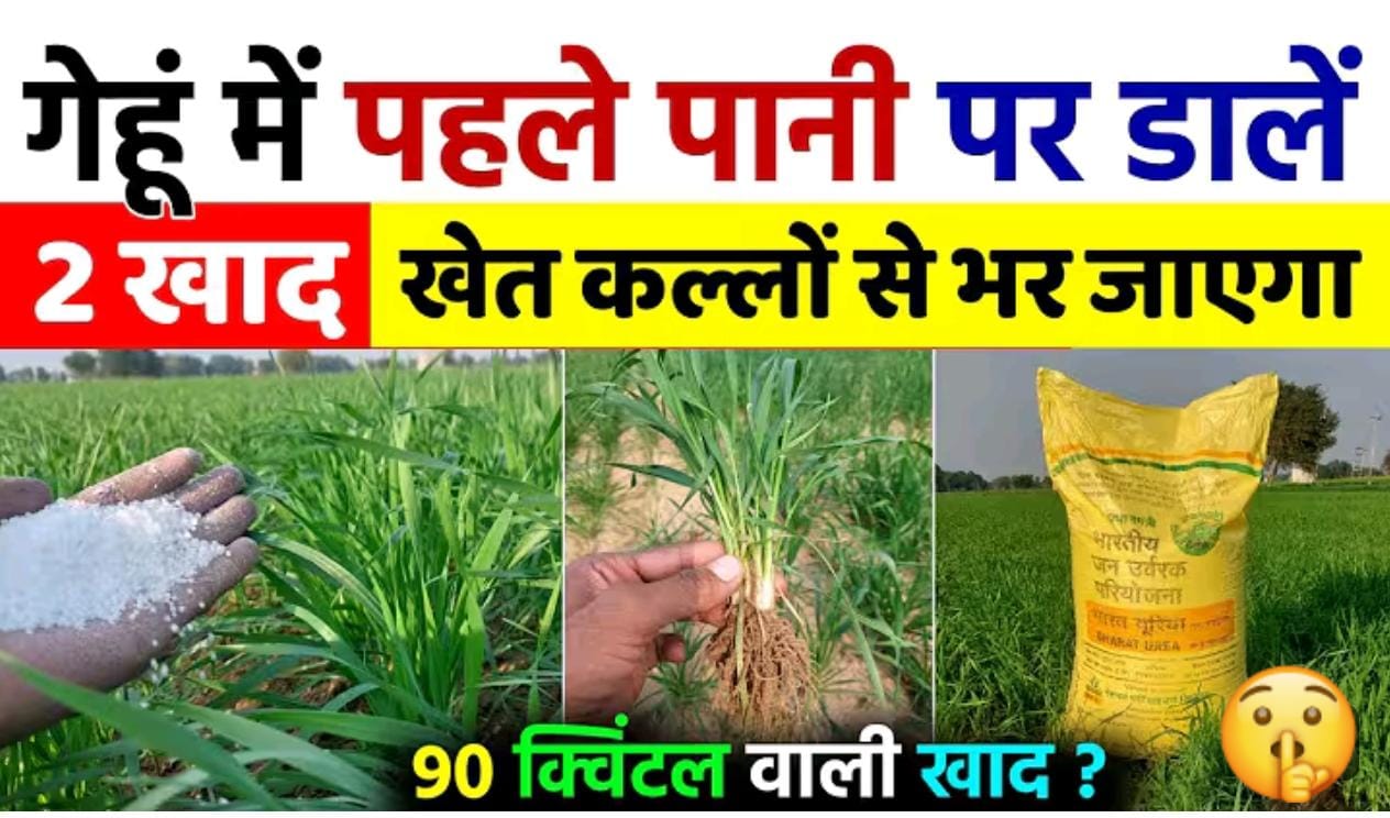 गेहूं में पहला पानी