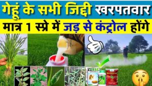 गेहूं में यह खरपतवारनाशक दवाई करेगी खनपतवार जड से खतम