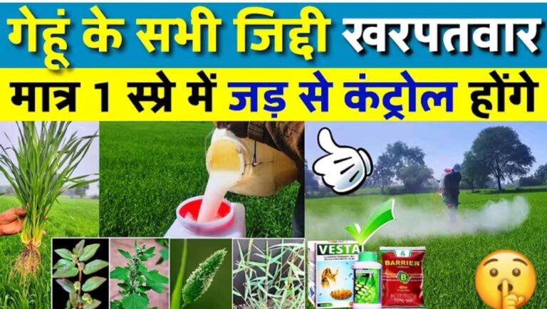 गेहूं में यह खरपतवारनाशक दवाई करेगी खनपतवार जड से खतम