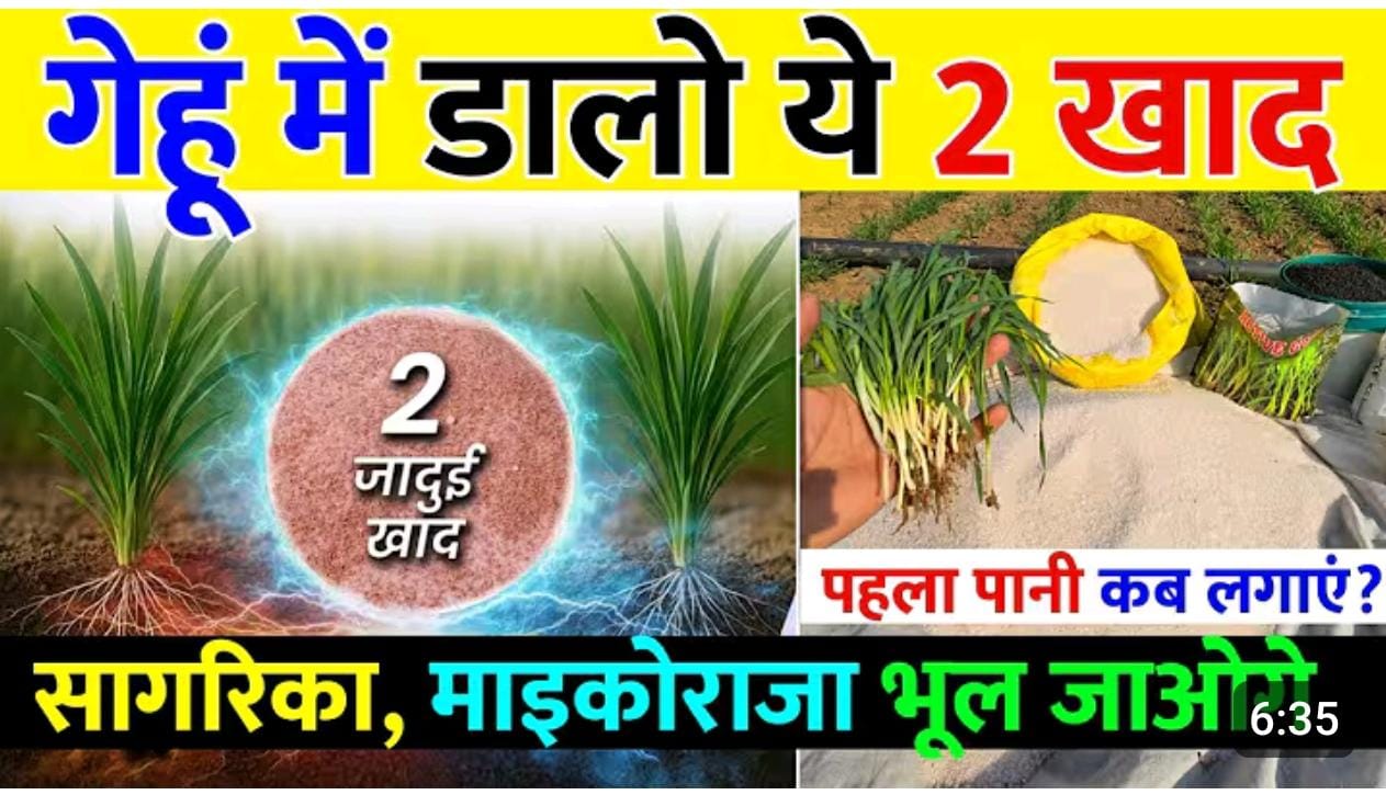 गेहूं की फसल में पहले पानी