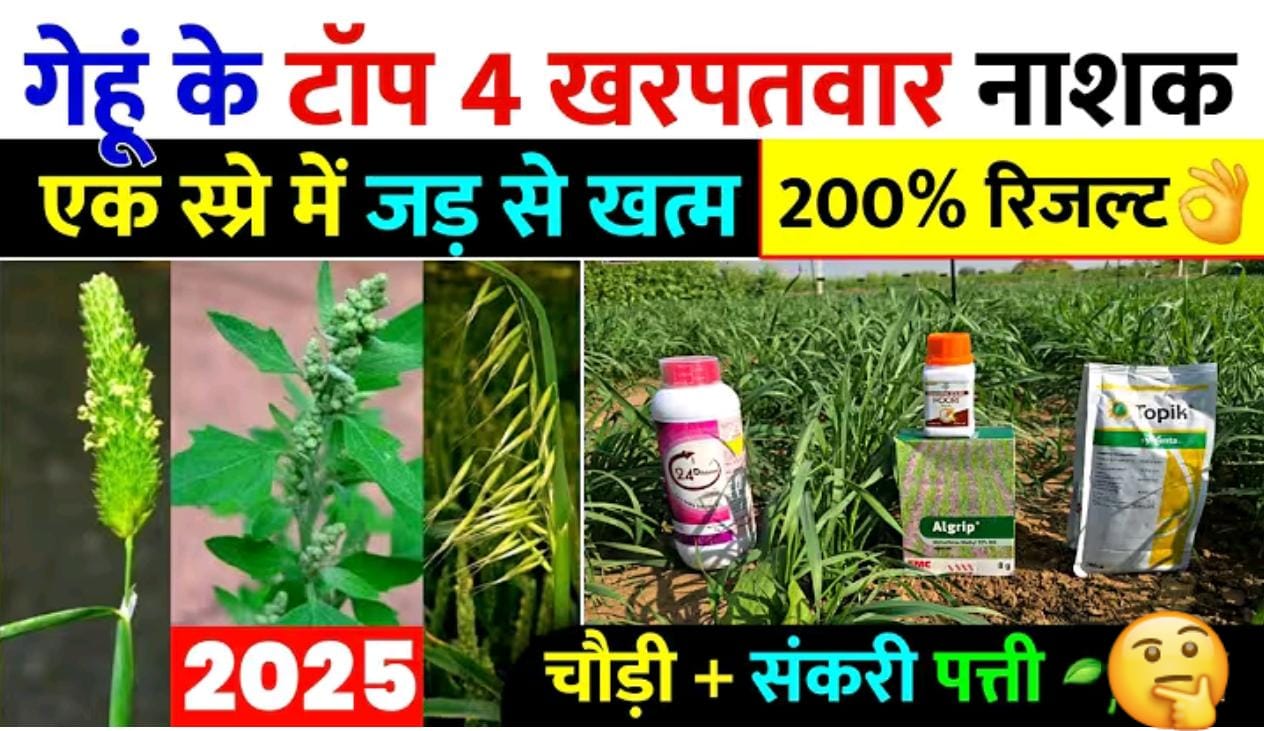 गेहुं के लिए 4 टाँप खनपतवार नाशक ; एक स्प्रे मे जड से खतम